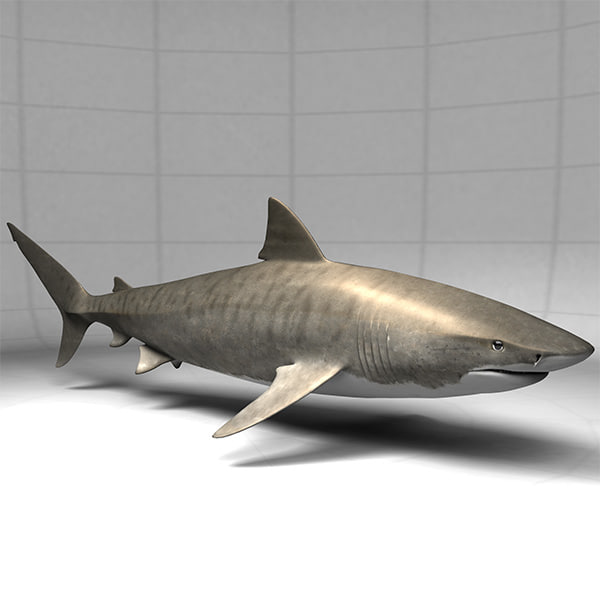 tiger shark 3d model