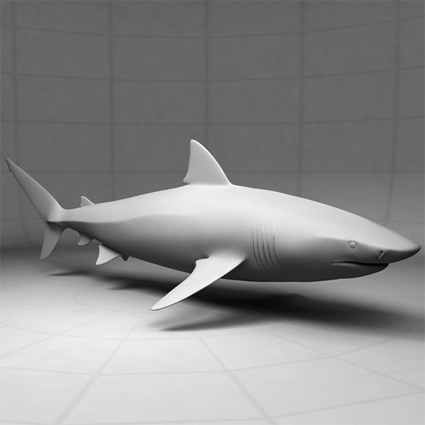 tiger shark 3d model