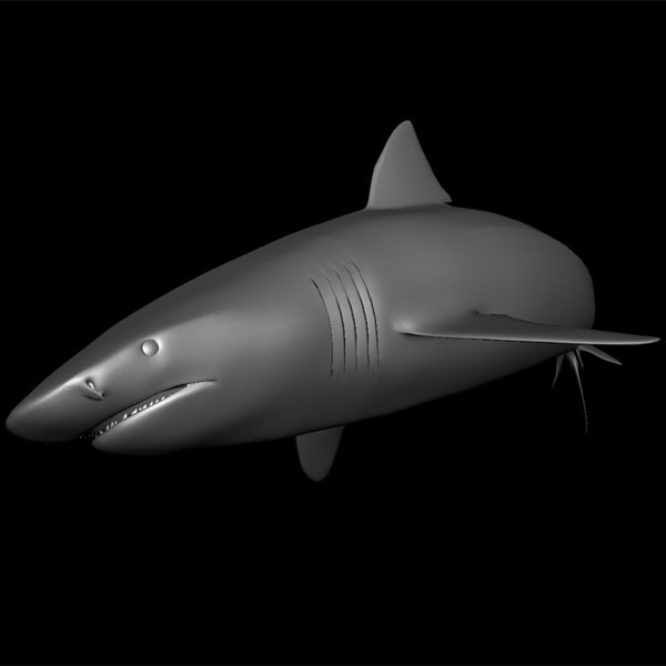 tiger shark 3d model