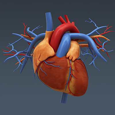 3D HEART ANIMATION 3d heart animation:
