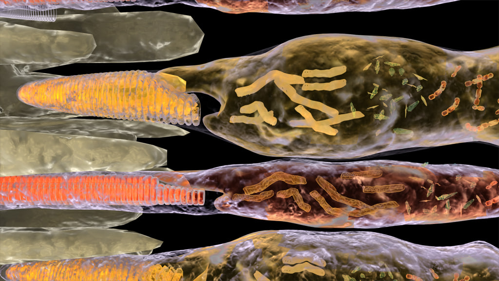 rods cones eye anatomy 3d max