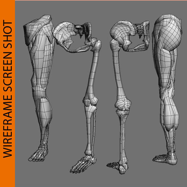 human leg anatomy combo 3d model
