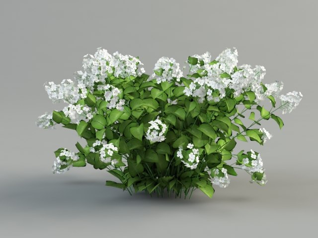 hydrangea paniculata.jpg
