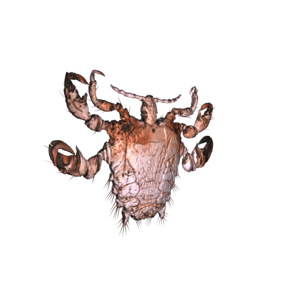 fbx crab louse
