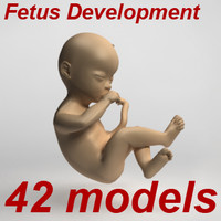 unborn child fetus 3d model
