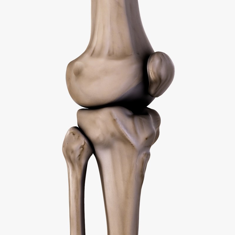3d model knee bones patella