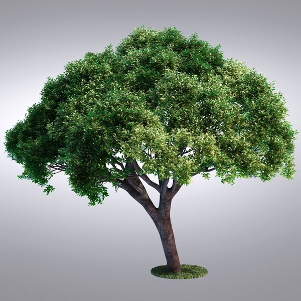 3d hi realistic series tree