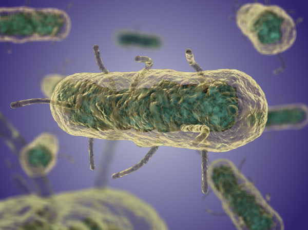 3d yersinia pestis bacteria bubonic model