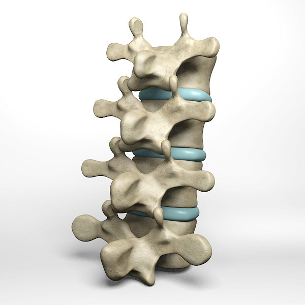 3d model human lumbar vertebrae