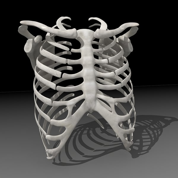 rib cage ri 3d model