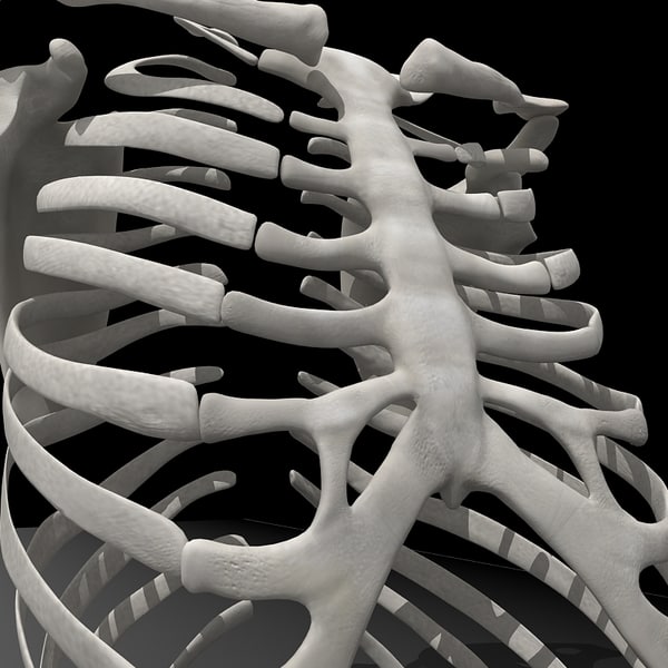 rib cage ri 3d model
