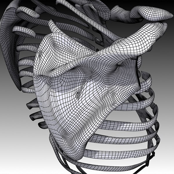 rib cage ri 3d model