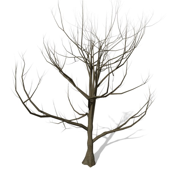 Tree without Leaves