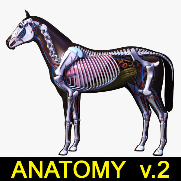 3d horse anatomy v 2