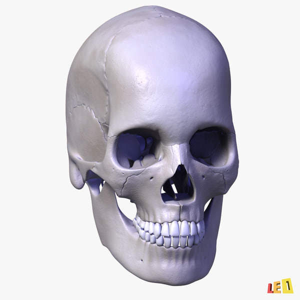 Human+Skull+Bumps human skull bones 4 max - Human skulls 4 in 1 (Color & Textured)... by ...