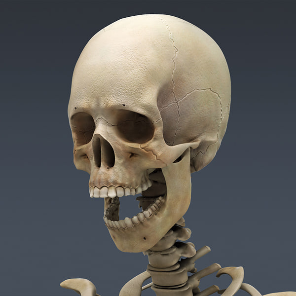 human skeleton rigged male man 3d model