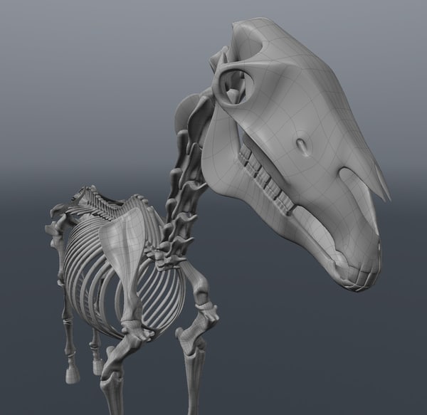3ds max horse skeleton