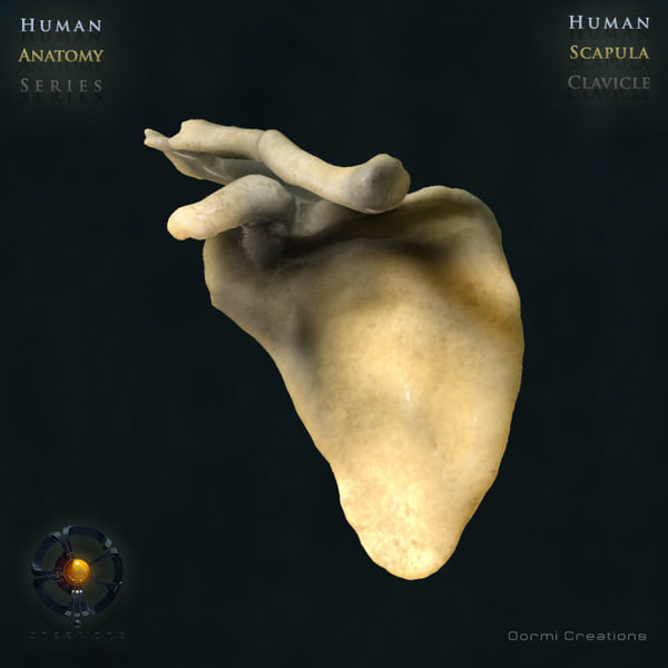 human scapula clavicle bones 3d model
