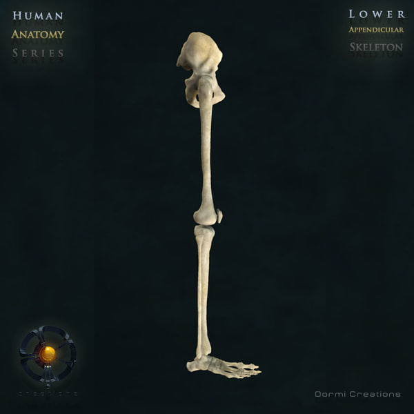 3ds max human lower appendicular skeleton bone