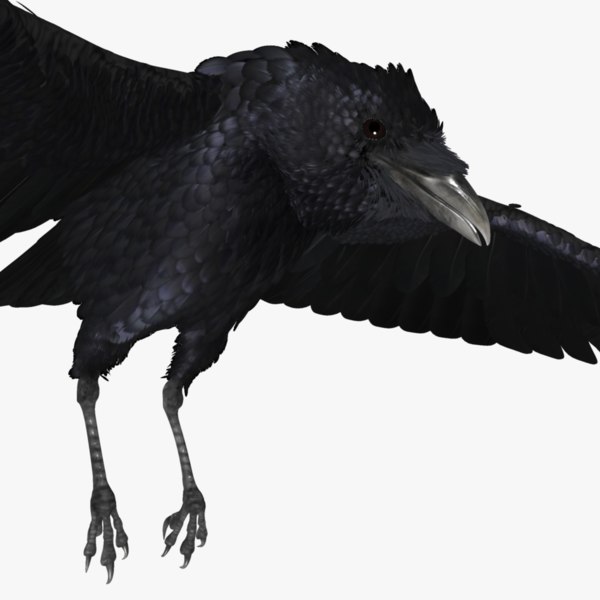 realistic raven 3d model