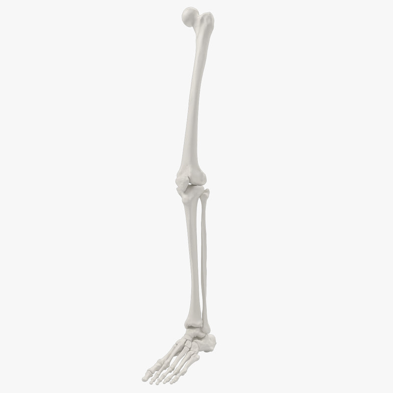 leg skeleton 3d c4d