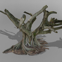 3d model australian fig tree scanned