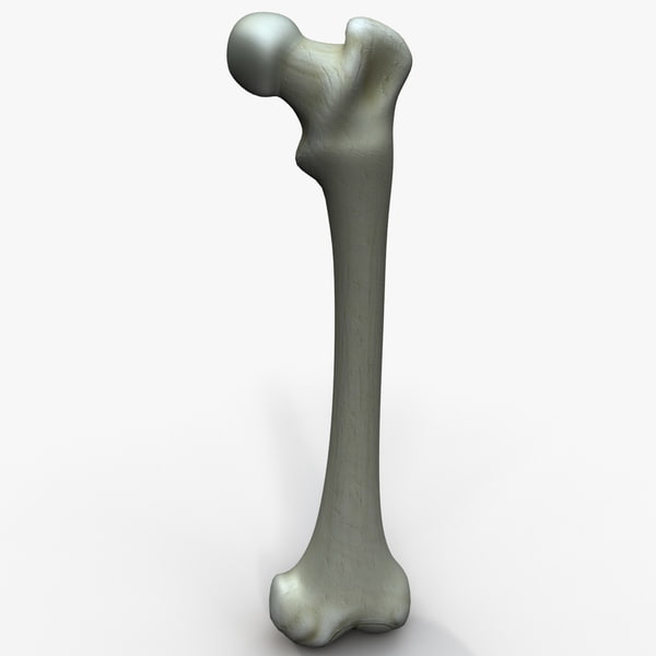 femur bone 3d 3ds