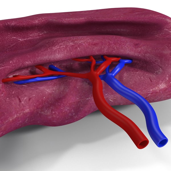 3d model of human spleen