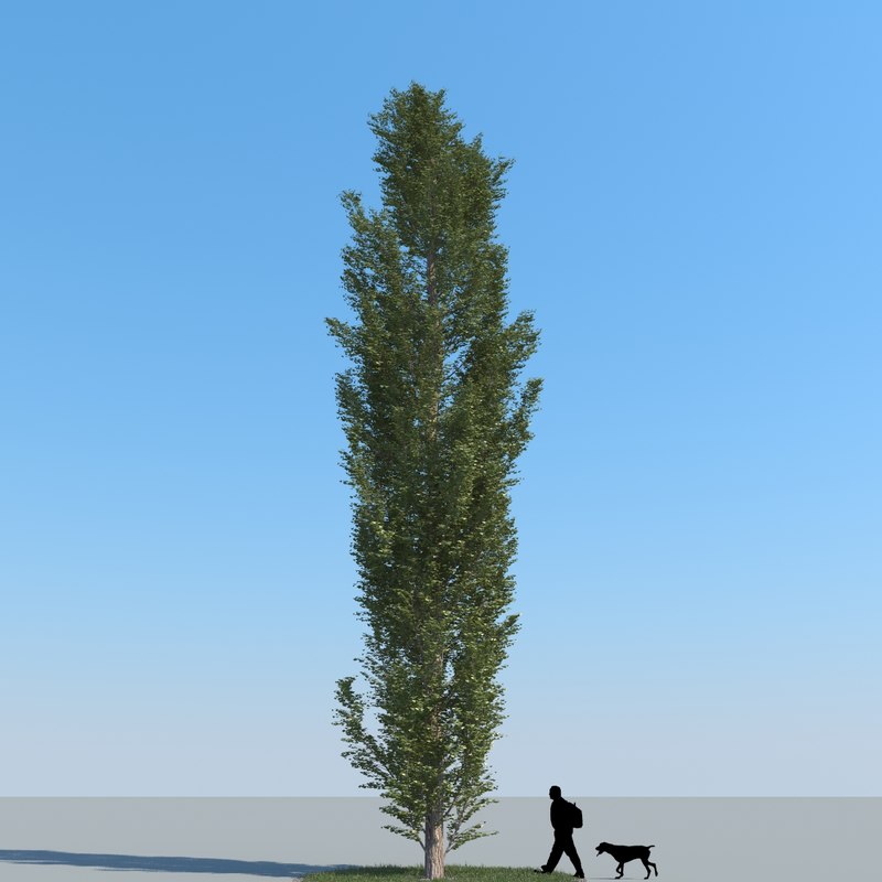 poplar branch chatrooms Tree path: root node - 936097070 clusters in node: 385 spam scores: the spammiest documents have a score of 0, and the least spammy have a score of 99. poplar branch chatrooms Tree path: root node - 936097070 clusters in node: 385 spam scores: the spammiest documents have a score of 0, and the least spammy have a score of 99.