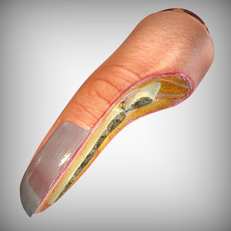 nail finger anatomy 3d model