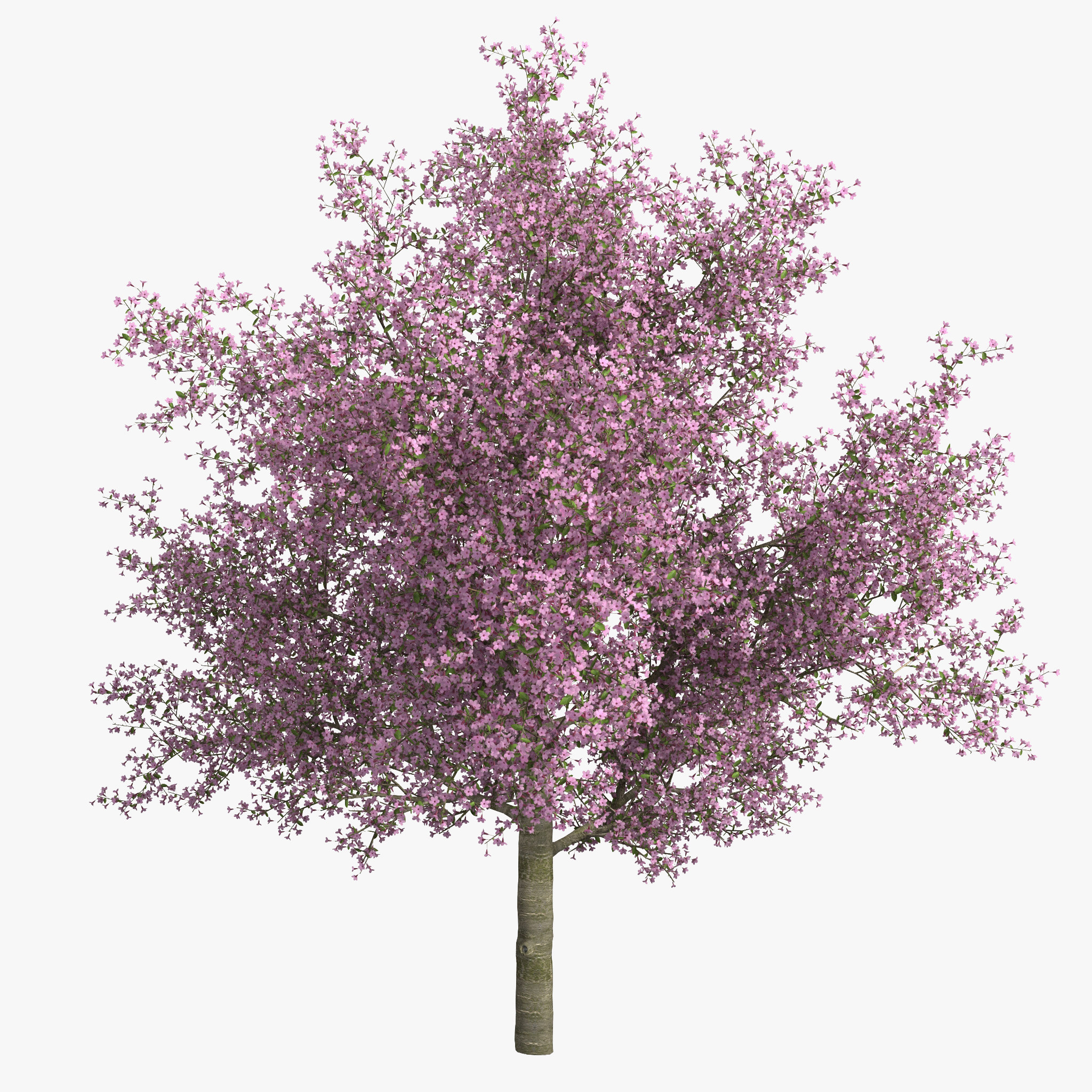 cherry tree 4 in 1 cherry tree 3d c4d cherry tree 4 in 1 cherry tree 3d c4d