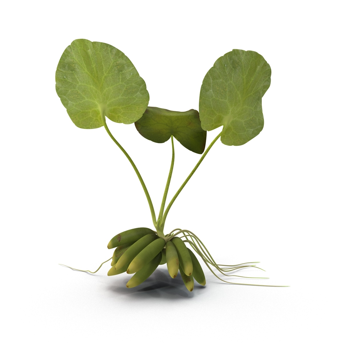 3d model of aquarium banana plant nymphoides
