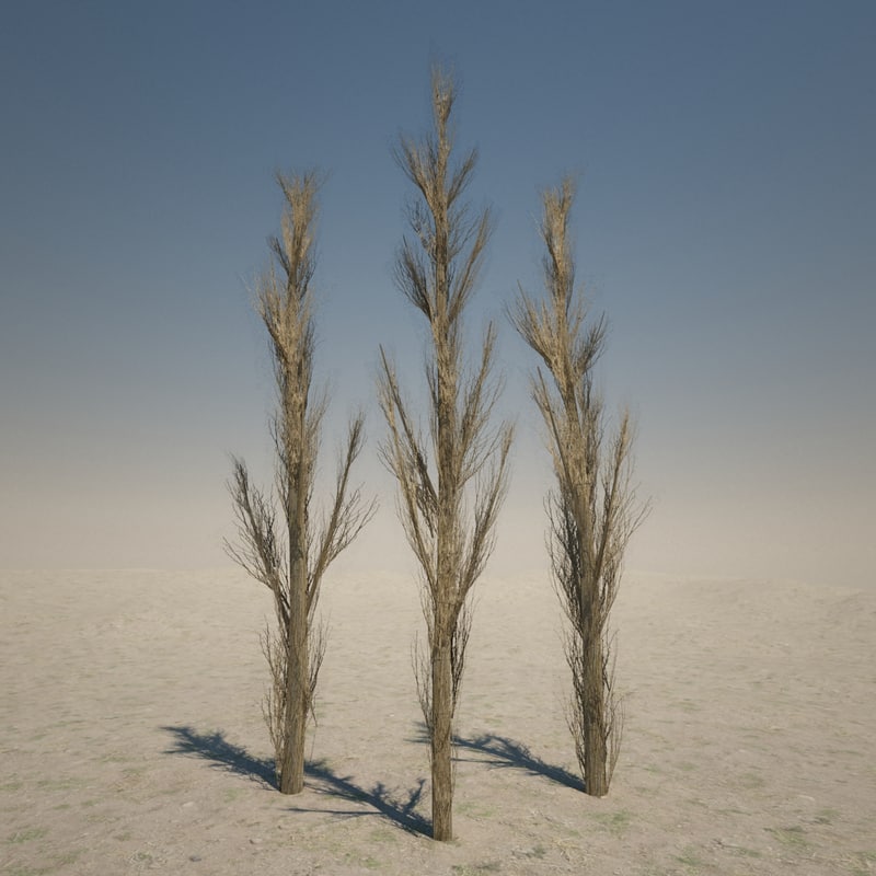 dead cypress tree max