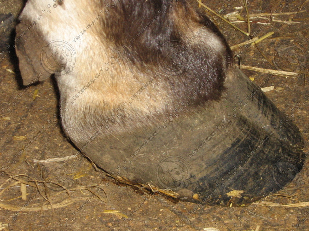 Stock jpg Cow Hoof