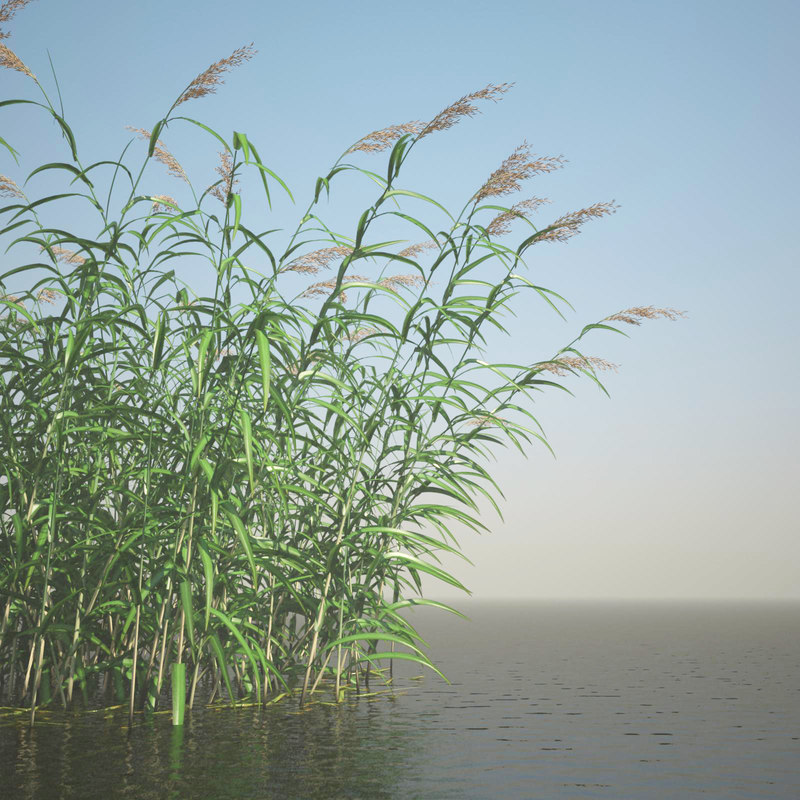 phragmites common reed grass obj