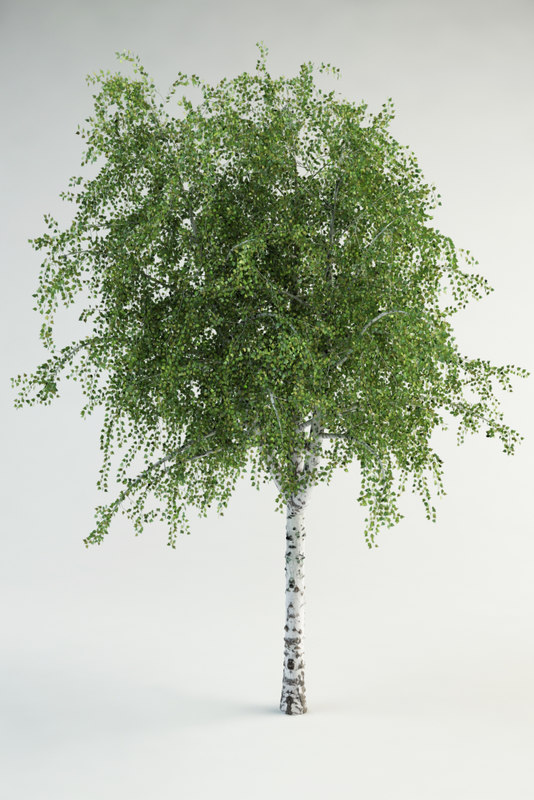 3d realistic birch