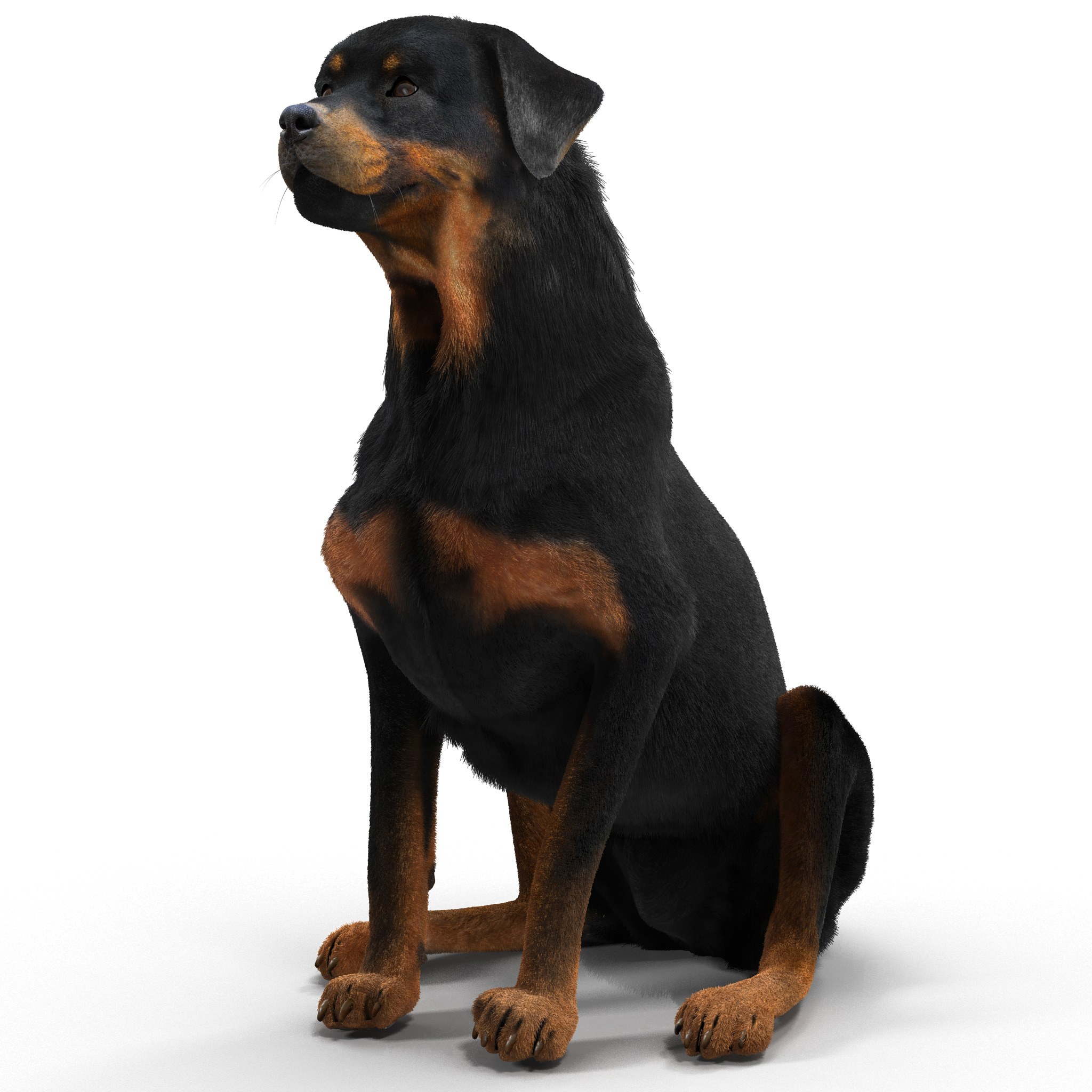 rottweiler fur rottweiler pose 4 fur 3d model rottweiler fur rottweiler pose 4 fur 3d model