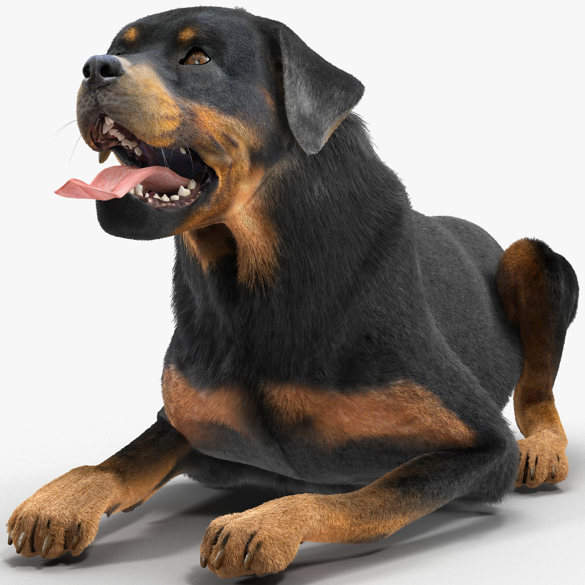rottweiler fur max rottweiler pose fur rottweiler fur max rottweiler pose fur