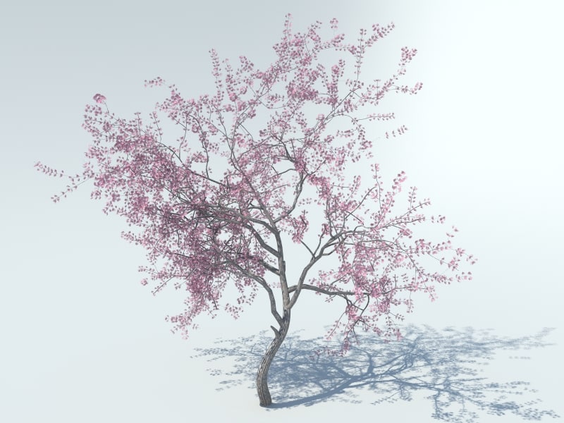 cherry blossom tree 3d model free 3d model realistic tree cherry blossom tree 3d model free 3d model realistic tree