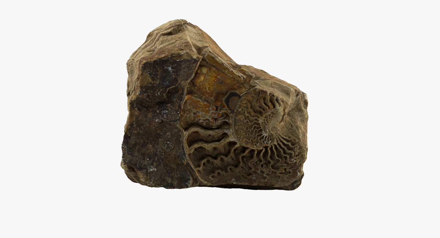 fossil animations 3d model
