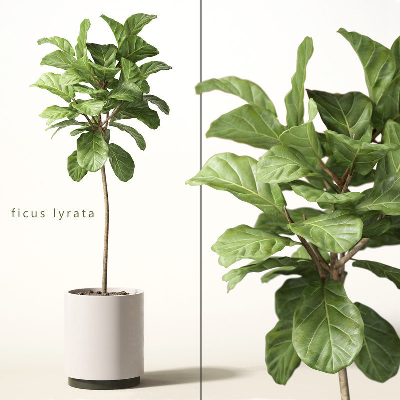 3d model of ficus lyrata 3d model of ficus lyrata