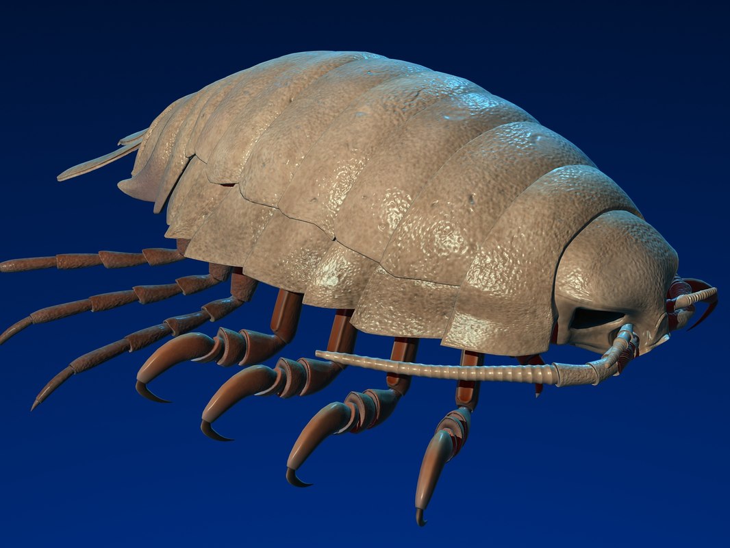max giant isopod