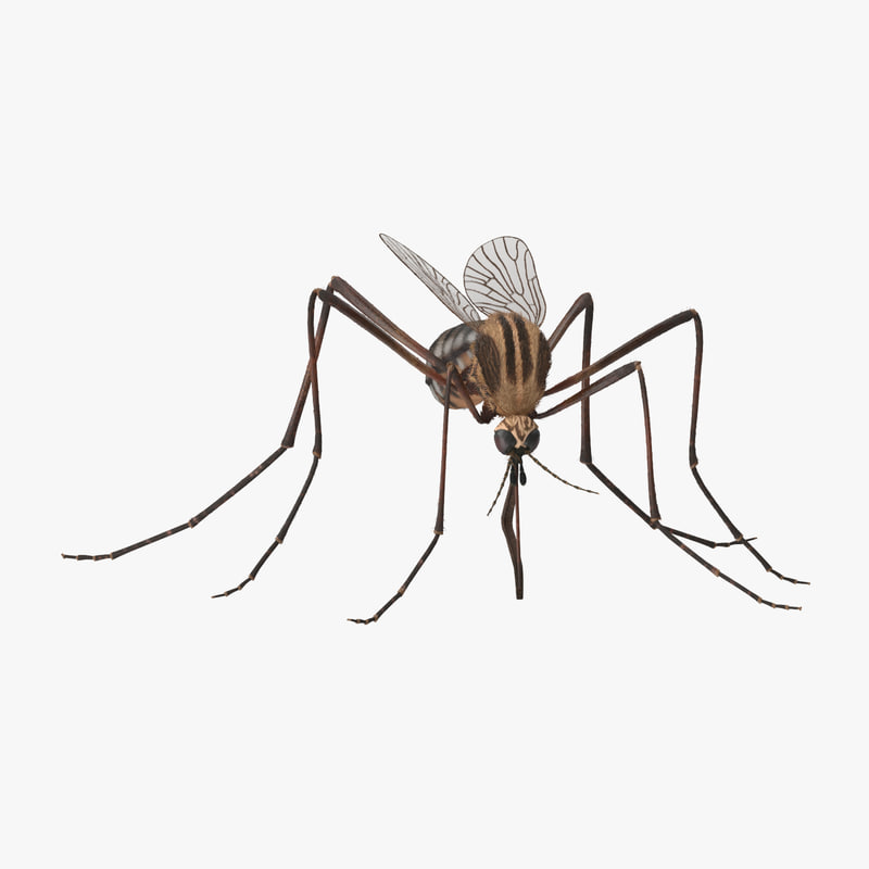 blood sucking mosquito 3d max