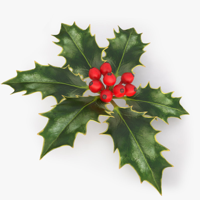 3D max holly branch berries