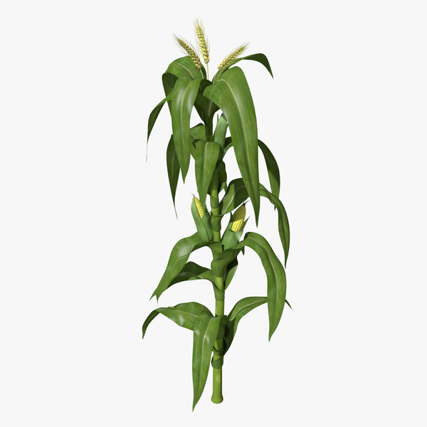 One Corn Stalk