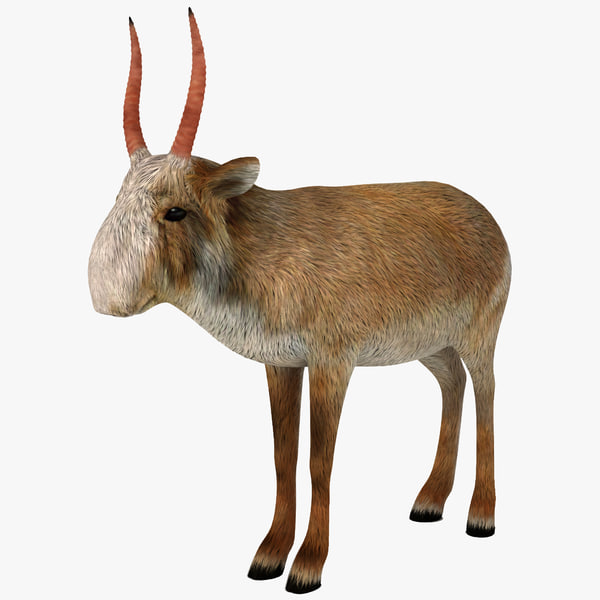 saiga antelope 3d model