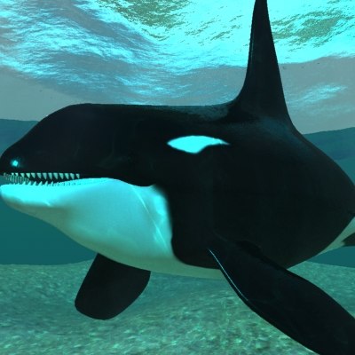 orca killer whale