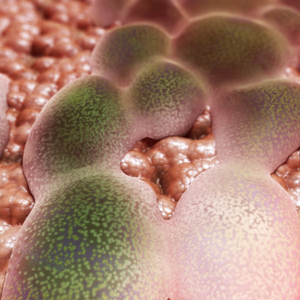 3dsmax organically salivary gland mucous