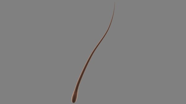 strand%20of%20hair.jpg48642062-d48c-44ff-af6e-36b8293b101dLarger.jpg