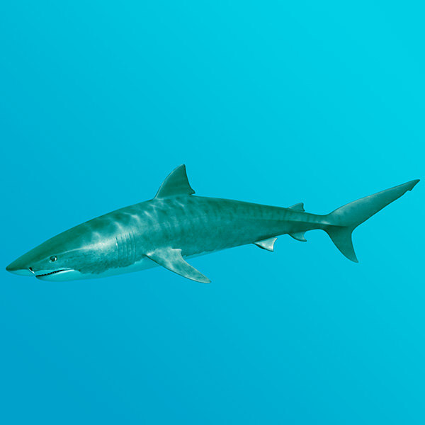 tiger shark